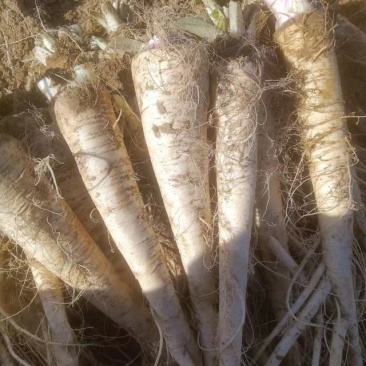 饶阳特产优质蔓菁大量上市,口感独特,欢迎全国各地新老客户