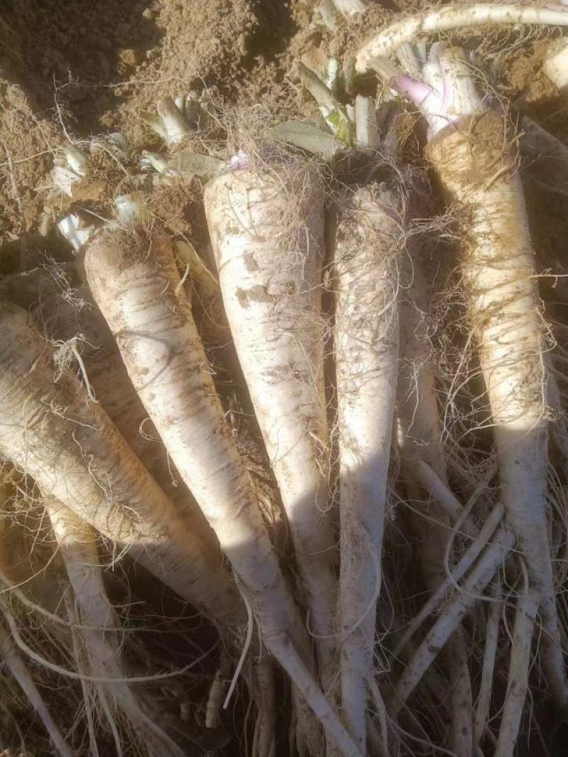 饶阳特产优质蔓菁大量上市，口感独特，欢迎全国各地新老客户