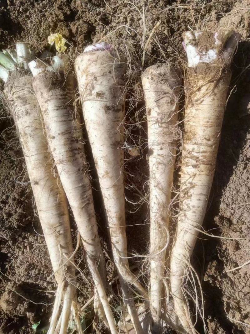 饶阳特产优质蔓菁大量上市，口感独特，欢迎全国各地新老客户