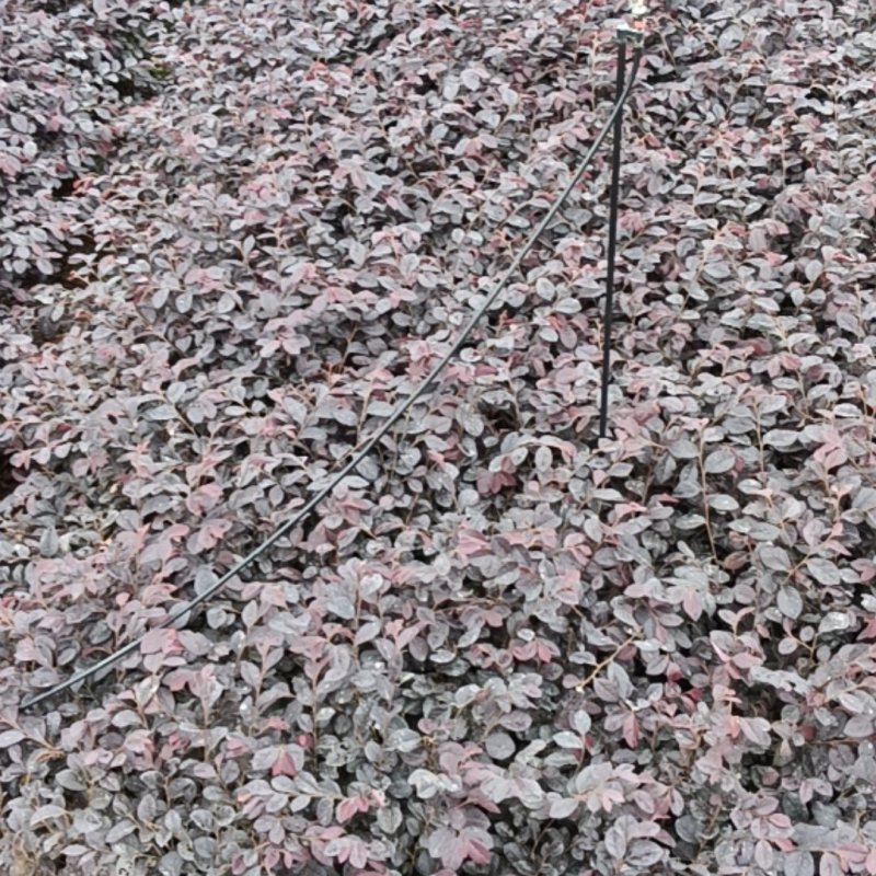 红花继木优价出售