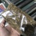 羊肚菌的营养包预定，单袋平均含干小麦0.35斤