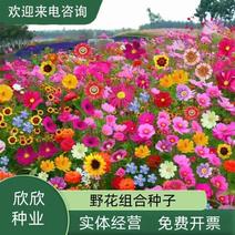 野花组合种子室外庭院易活花种籽子七彩格桑花四季开花太阳花