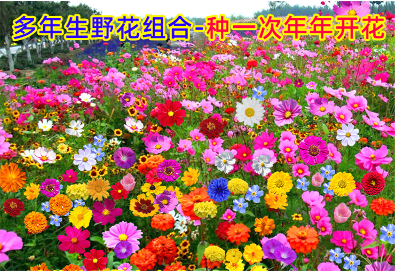 野花组合种子室外庭院易活花种籽子七彩格桑花四季开花太阳花