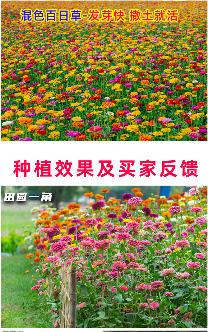 野花组合种子室外庭院易活花种籽子七彩格桑花四季开花太阳花