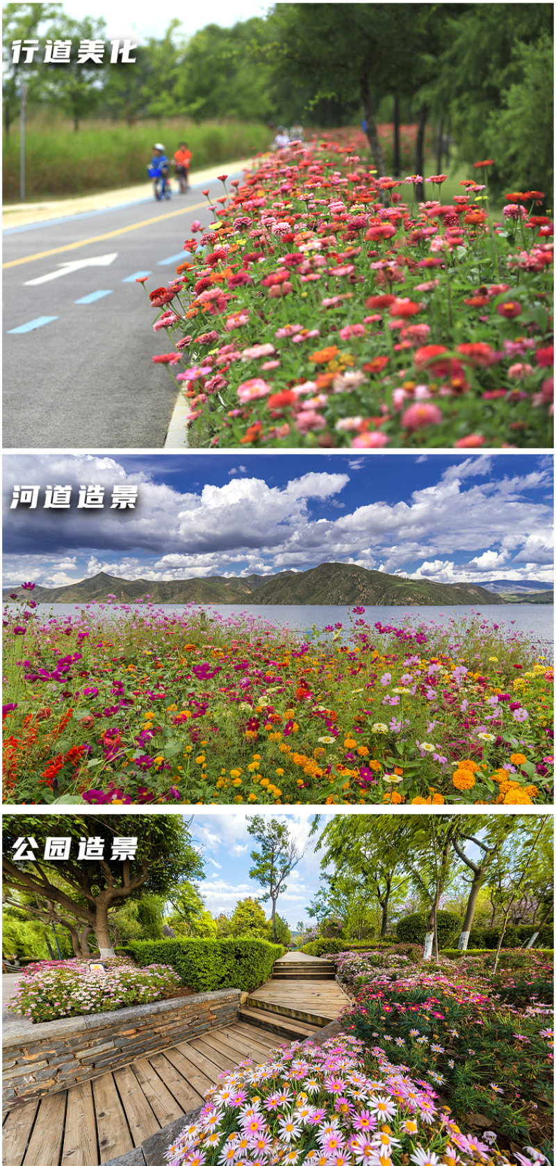 野花组合种子室外庭院易活花种籽子七彩格桑花四季开花太阳花