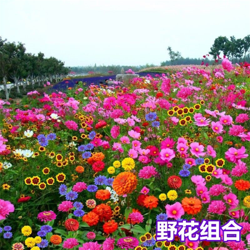 野花组合种子室外庭院易活花种籽子七彩格桑花四季开花太阳花