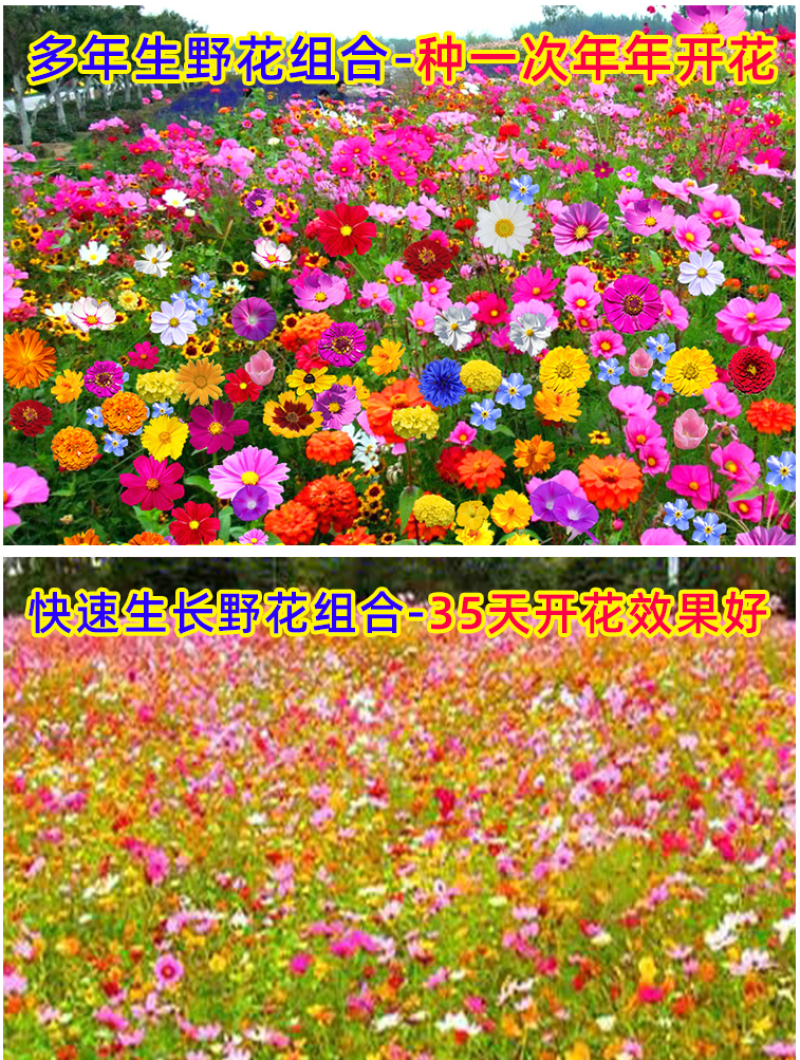 野花组合种子室外庭院易活花种籽子七彩格桑花四季开花太阳花