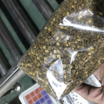 羊肚菌的营养包预定，单袋平均含干小麦0.35斤