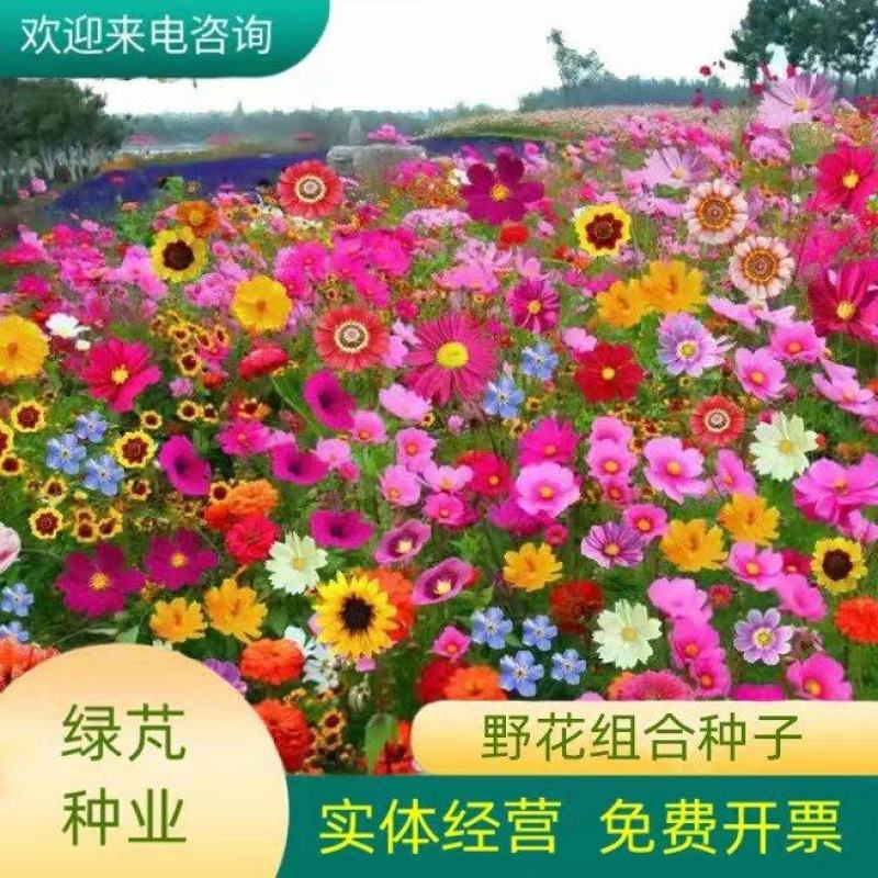 野花组合种子室外庭院易活花种籽子七彩格桑花四季开花太阳花