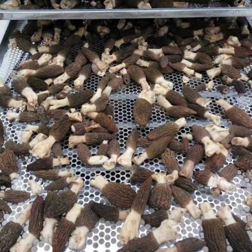 智能空气能热泵食用菌烘干机方便吊装移动转场