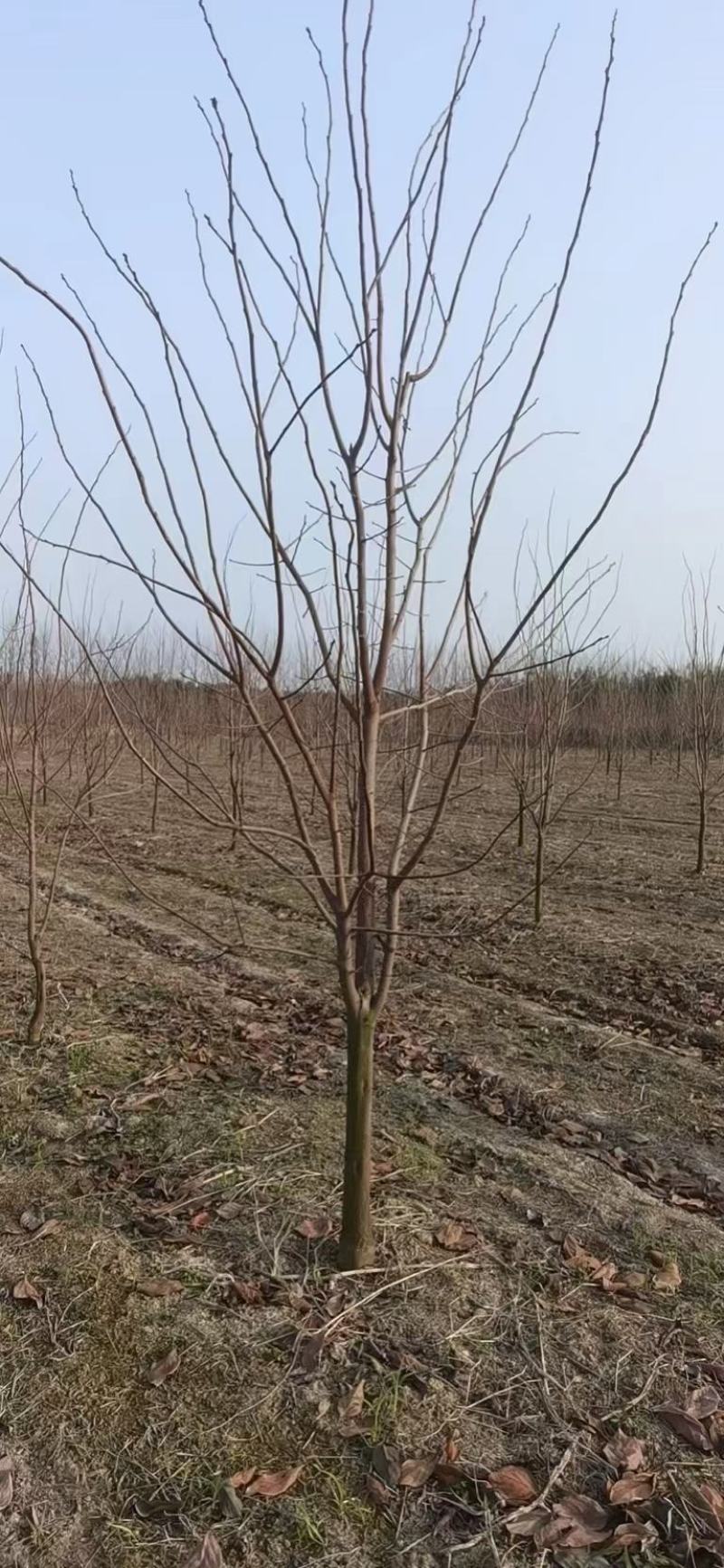 柿树出售，柿子树价格，柿子树各种规格尺寸都有货