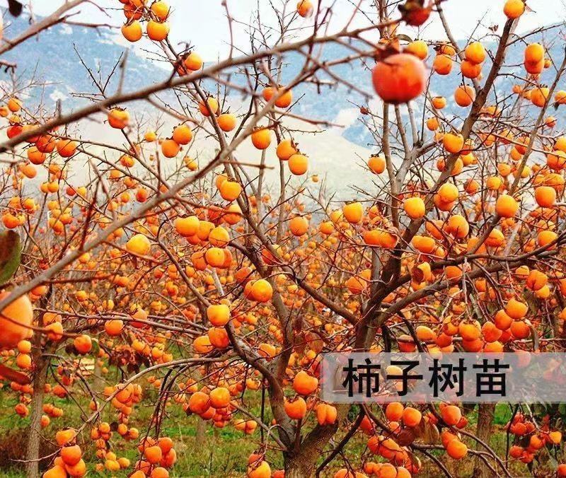 柿树出售，柿子树价格，柿子树各种规格尺寸都有货