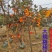 柿树出售，柿子树价格，柿子树各种规格尺寸都有货