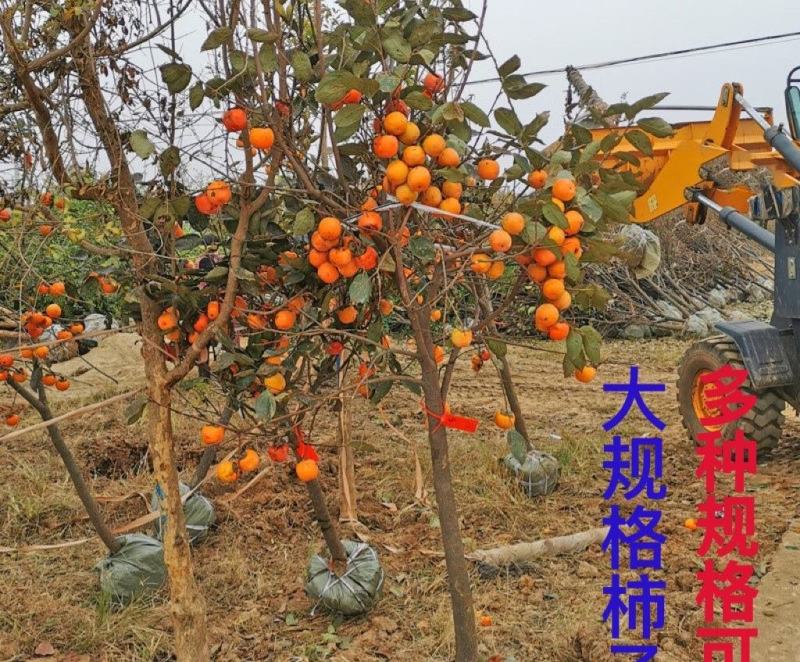柿树出售，柿子树价格，柿子树各种规格尺寸都有货