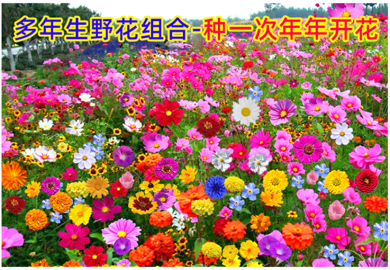 野花组合种子室外庭院易活花种籽子七彩格桑花四季开花太阳花