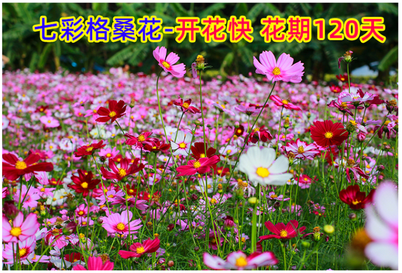 野花组合种子室外庭院易活花种籽子七彩格桑花四季开花太阳花