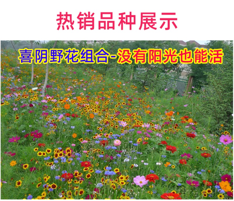 野花组合种子室外庭院易活花种籽子七彩格桑花四季开花太阳花