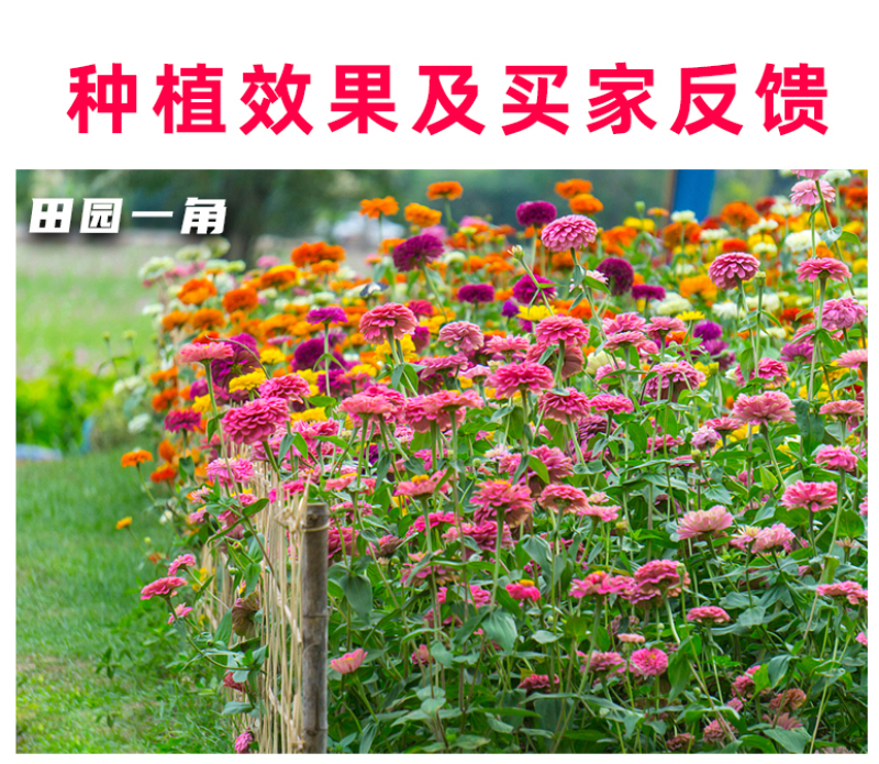 野花组合种子室外庭院易活花种籽子七彩格桑花四季开花太阳花