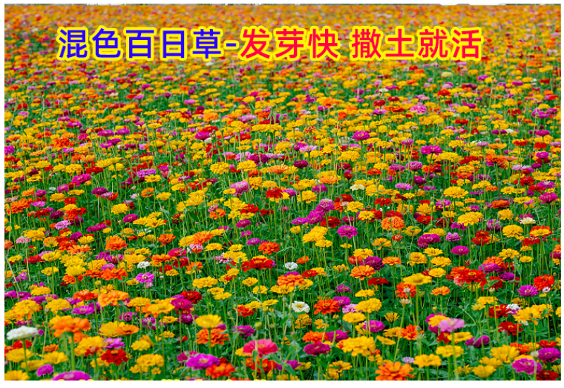 野花组合种子室外庭院易活花种籽子七彩格桑花四季开花太阳花