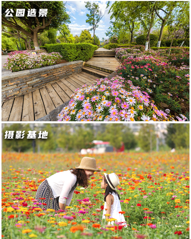 野花组合种子室外庭院易活花种籽子七彩格桑花四季开花太阳花