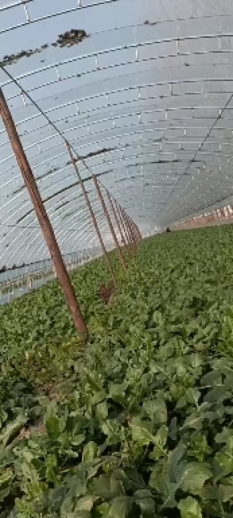 自己种的水果萝卜脆甜水分足