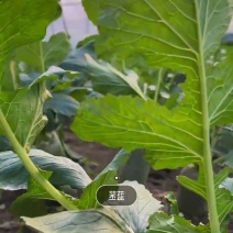 自己种的水果萝卜脆甜水分足