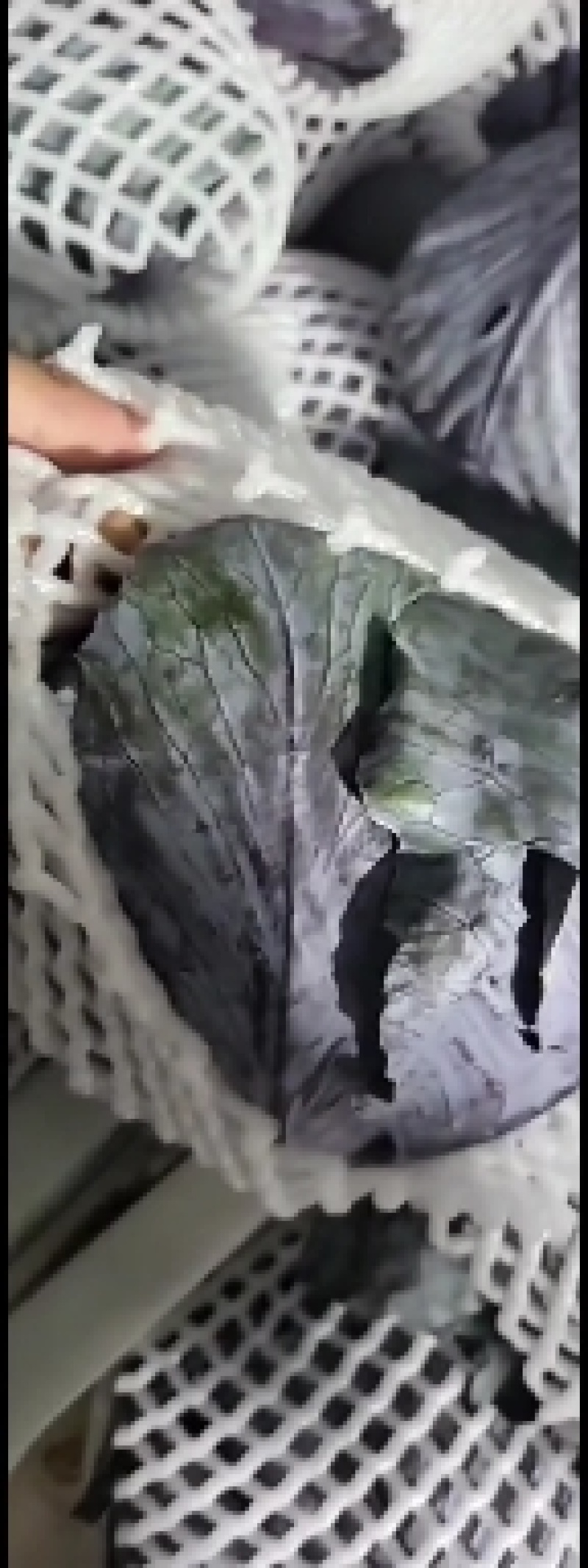 紫甘蓝量大，价格美丽！需要的客户可以联系我，保证质量，物