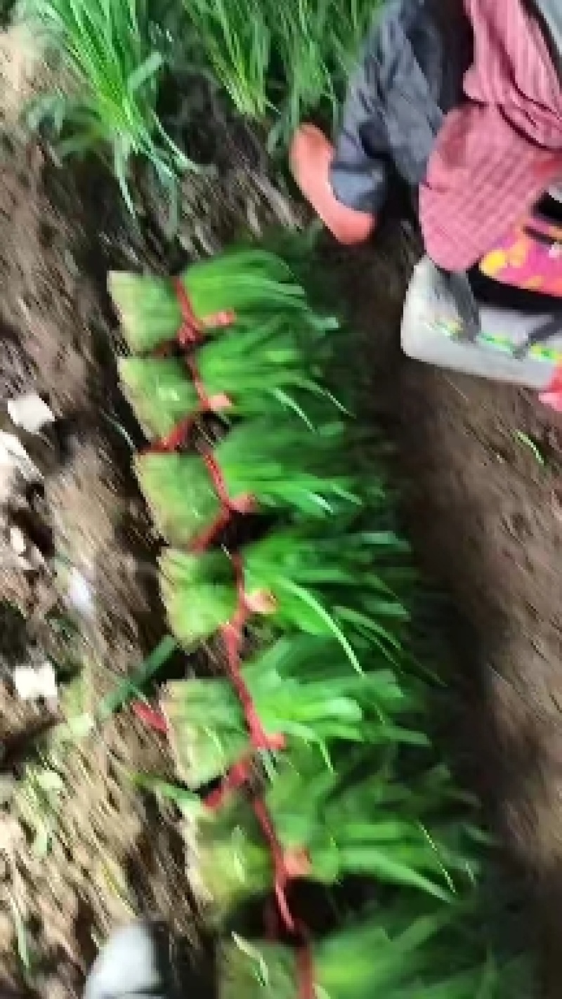 精品韭菜一手货源量大从优质量保证欢迎咨询
