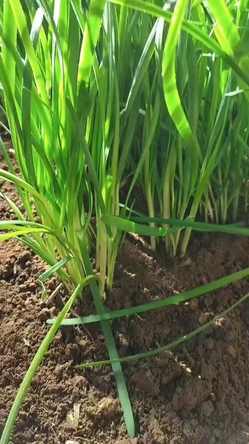 精品韭菜一手货源量大从优质量保证欢迎咨询
