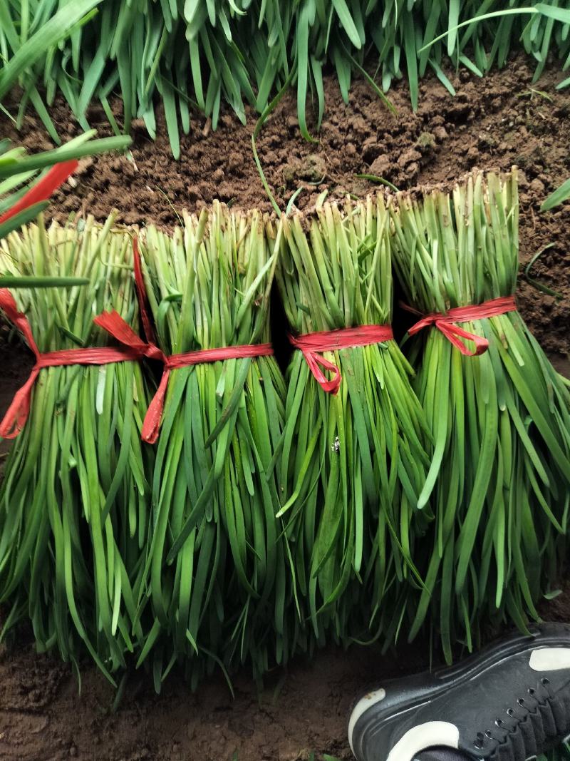 精品韭菜一手货源量大从优质量保证欢迎咨询