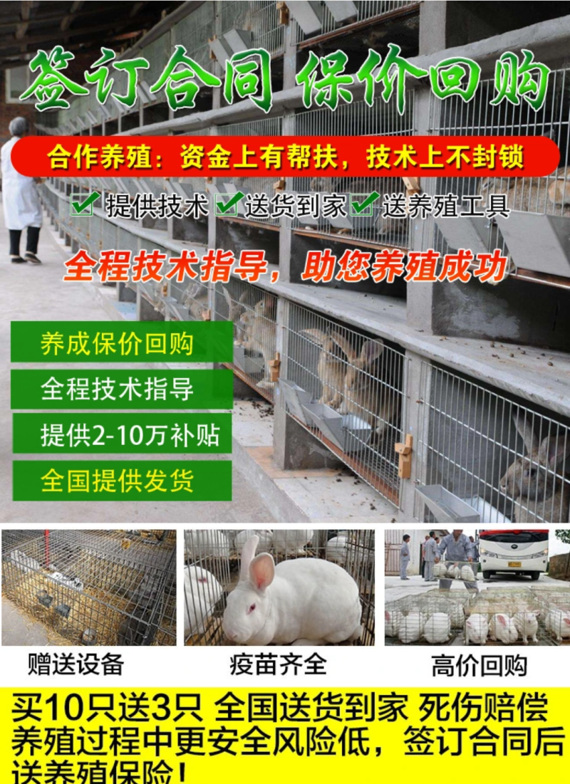 肉兔繁殖回收，肉兔养殖，种兔价格，新西兰杂交种兔