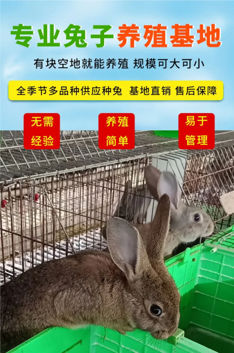 肉兔繁殖回收，肉兔养殖，种兔价格，新西兰杂交种兔