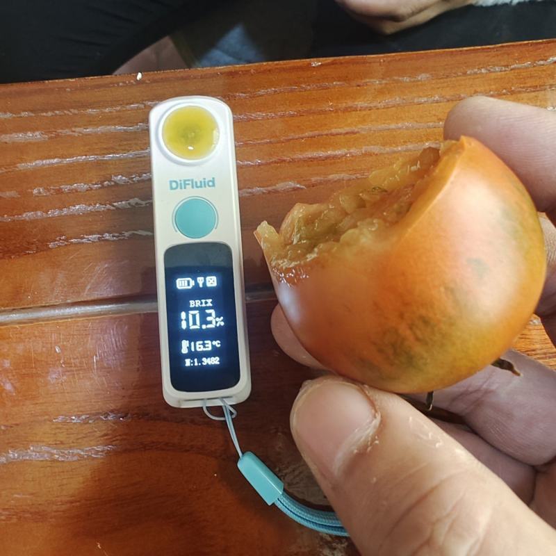 甘井子紫玫瑰草莓西红柿铁皮西红柿有种有苗订单回收