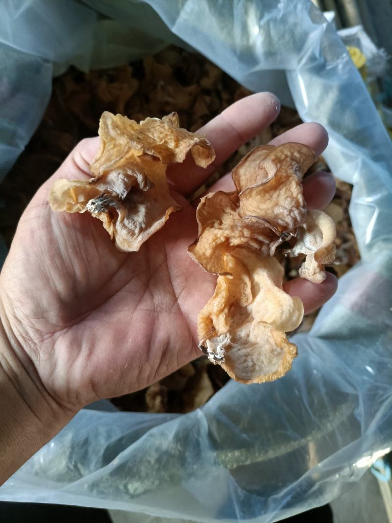 种植场羊肚耳沙耳珍珠菌羊肚耳菌菇干羊肚耳批发零售羊肚耳