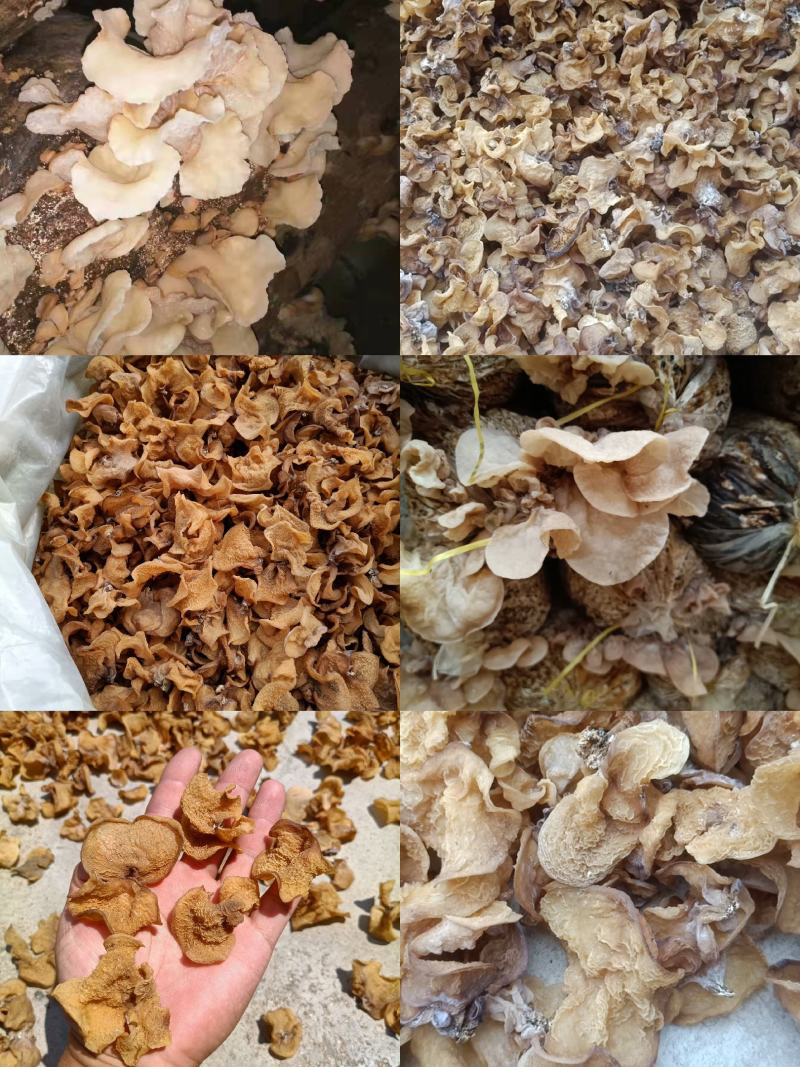 种植场羊肚耳沙耳珍珠菌羊肚耳菌菇干羊肚耳批发零售羊肚耳