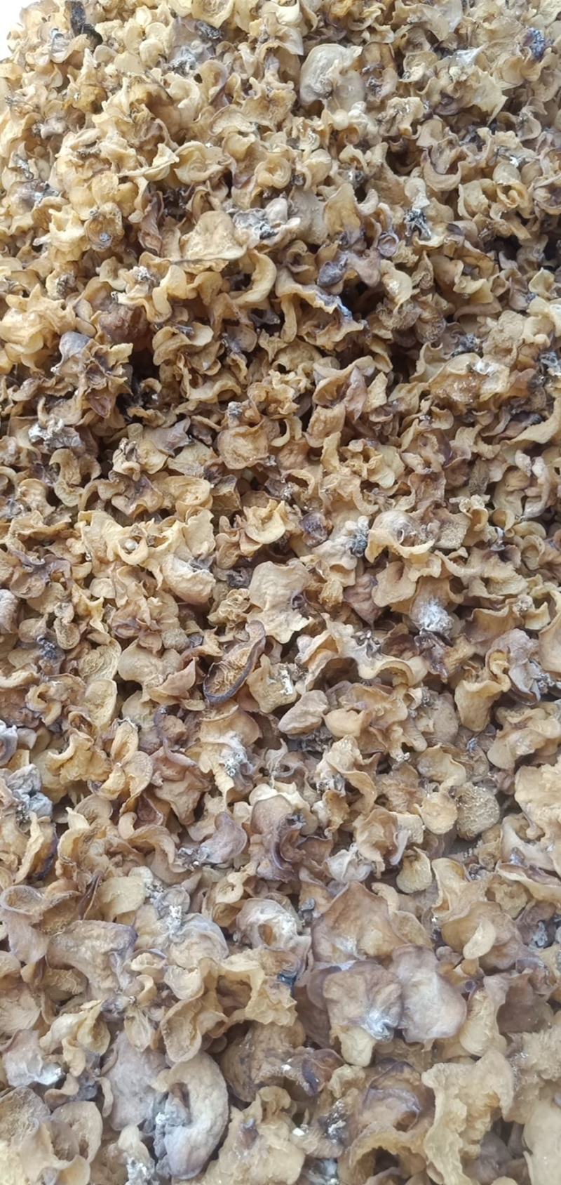 种植场羊肚耳沙耳珍珠菌羊肚耳菌菇干羊肚耳批发零售羊肚耳