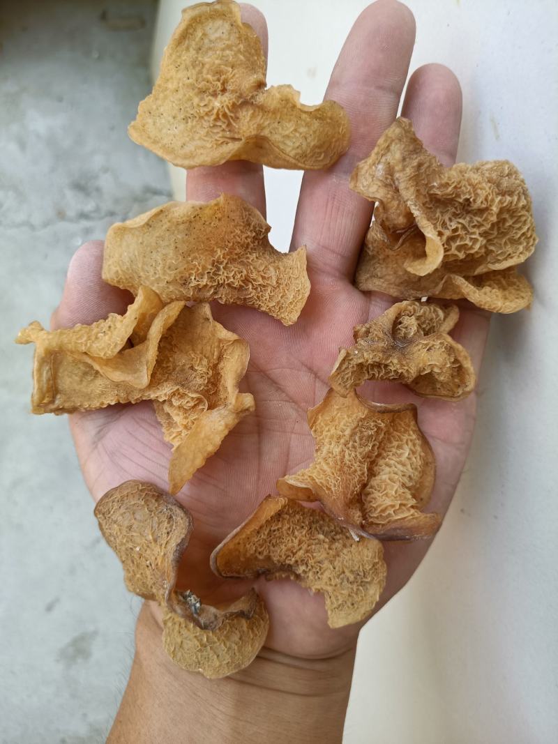 种植场羊肚耳沙耳珍珠菌羊肚耳菌菇干羊肚耳批发零售羊肚耳