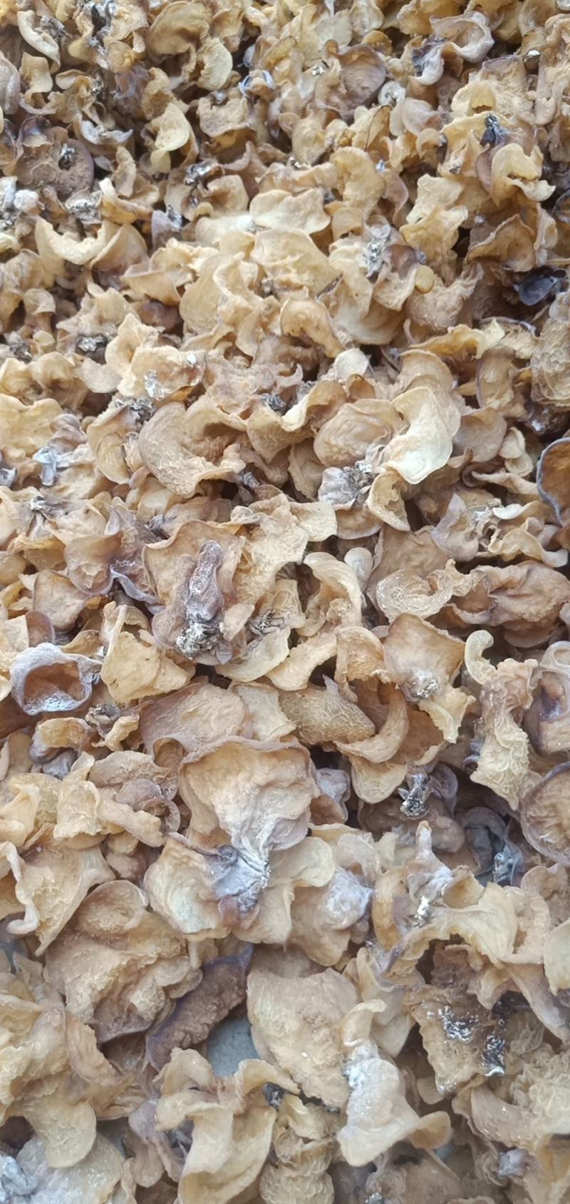 种植场羊肚耳沙耳珍珠菌羊肚耳菌菇干羊肚耳批发零售羊肚耳