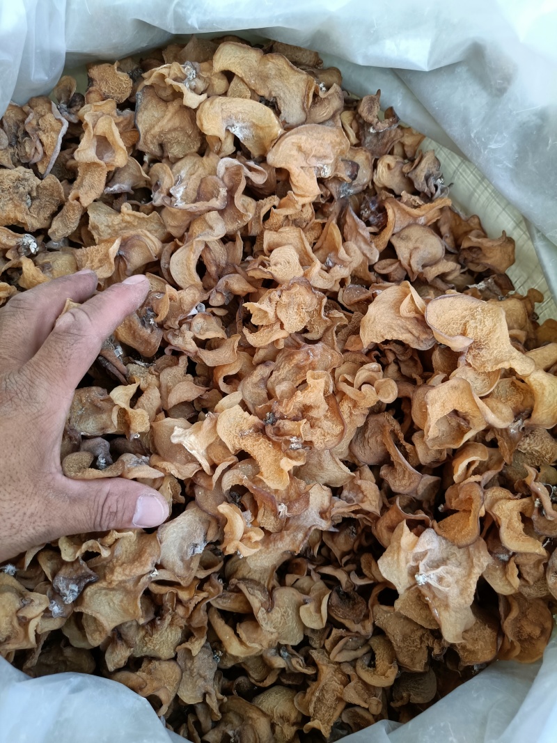 种植场羊肚耳沙耳珍珠菌羊肚耳菌菇干羊肚耳批发零售羊肚耳