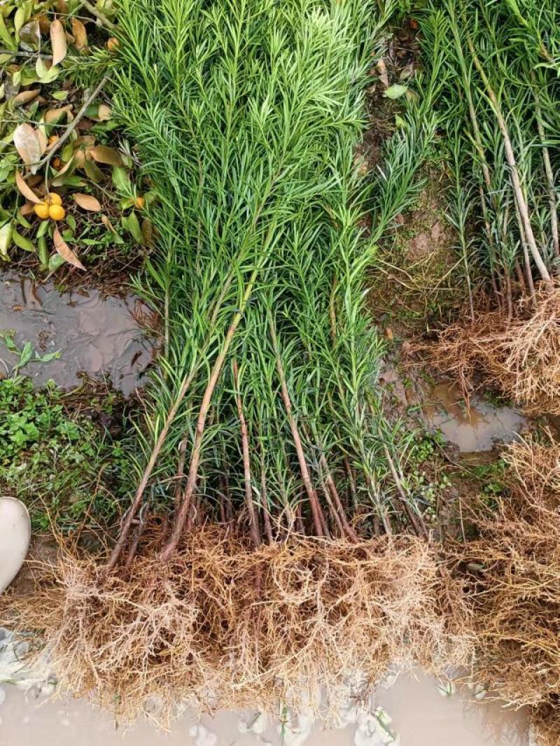 罗汉松苗规格齐全大量现货杯苗小苗地栽苗