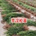 罗汉松苗规格齐全大量现货杯苗小苗地栽苗