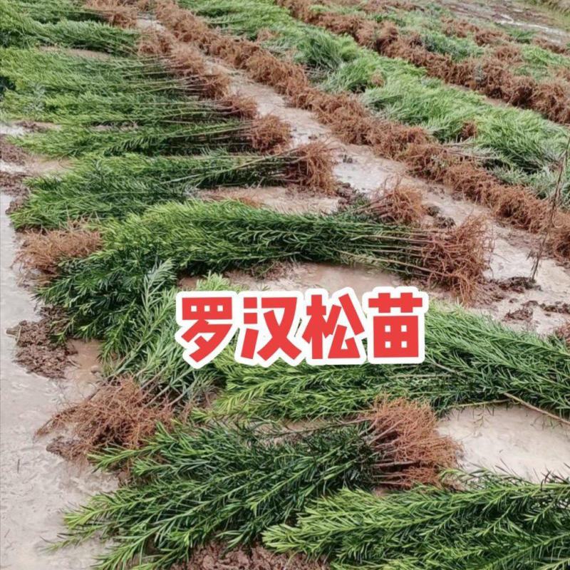 罗汉松苗规格齐全大量现货杯苗小苗地栽苗