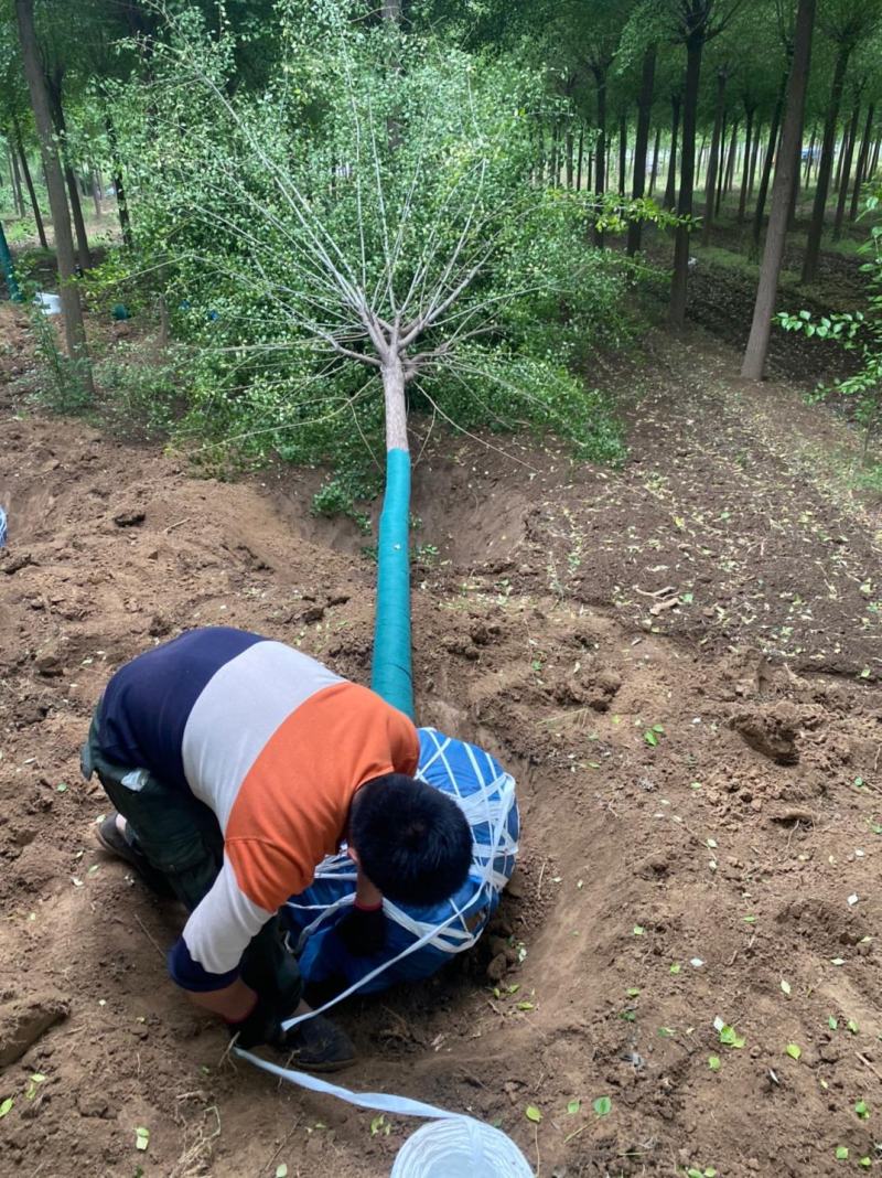 丝棉木苗现挖现卖基地直发低价规格齐全