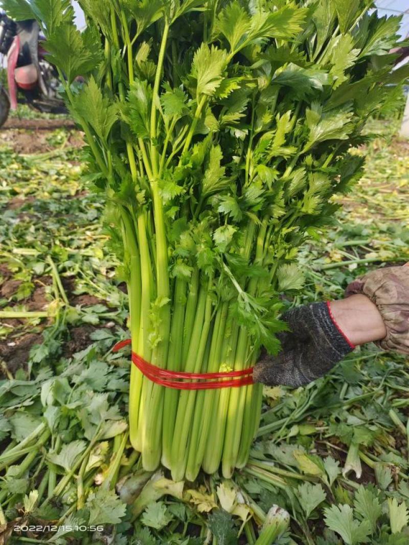 山东金乡西芹大量上市供应产地直发一手货源批发品质保证！