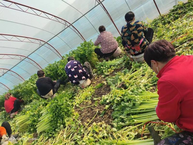 山东金乡西芹大量上市供应产地直发一手货源批发品质保证！