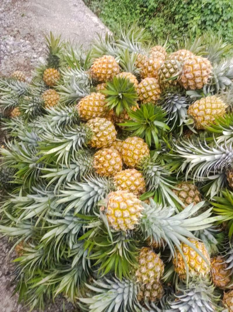 云南香水菠萝一手货源产地直发可一件代发可整车走货