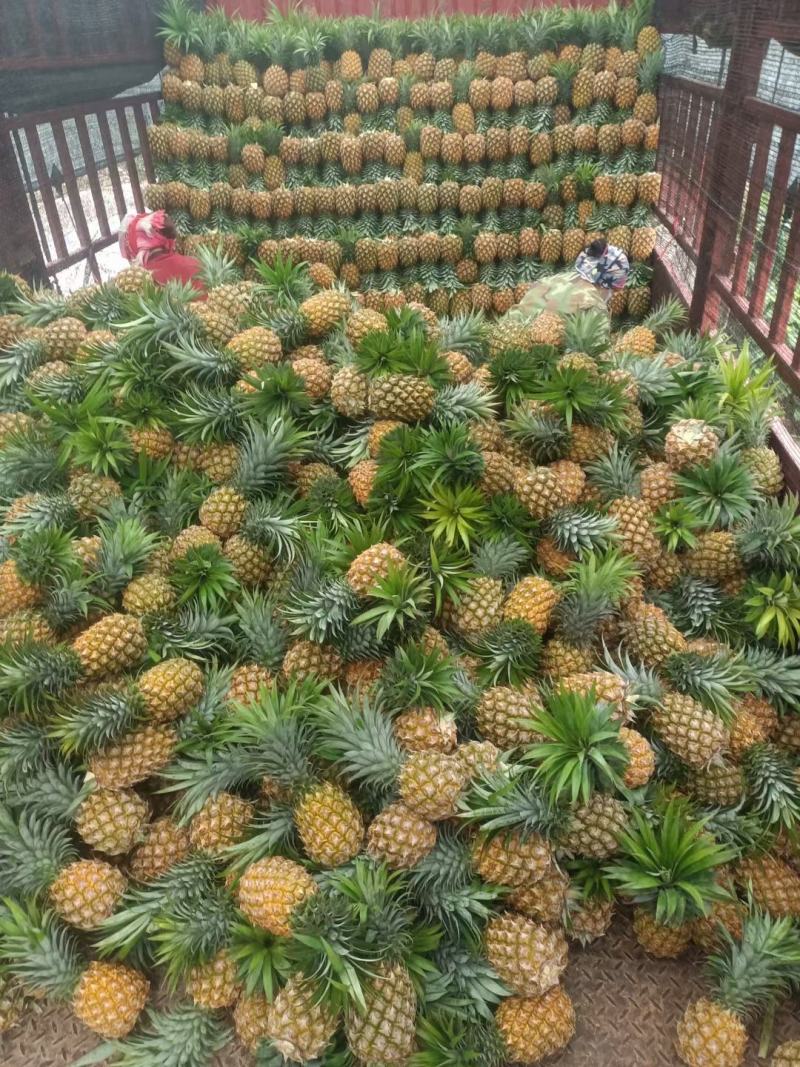 云南香水菠萝一手货源产地直发可一件代发可整车走货
