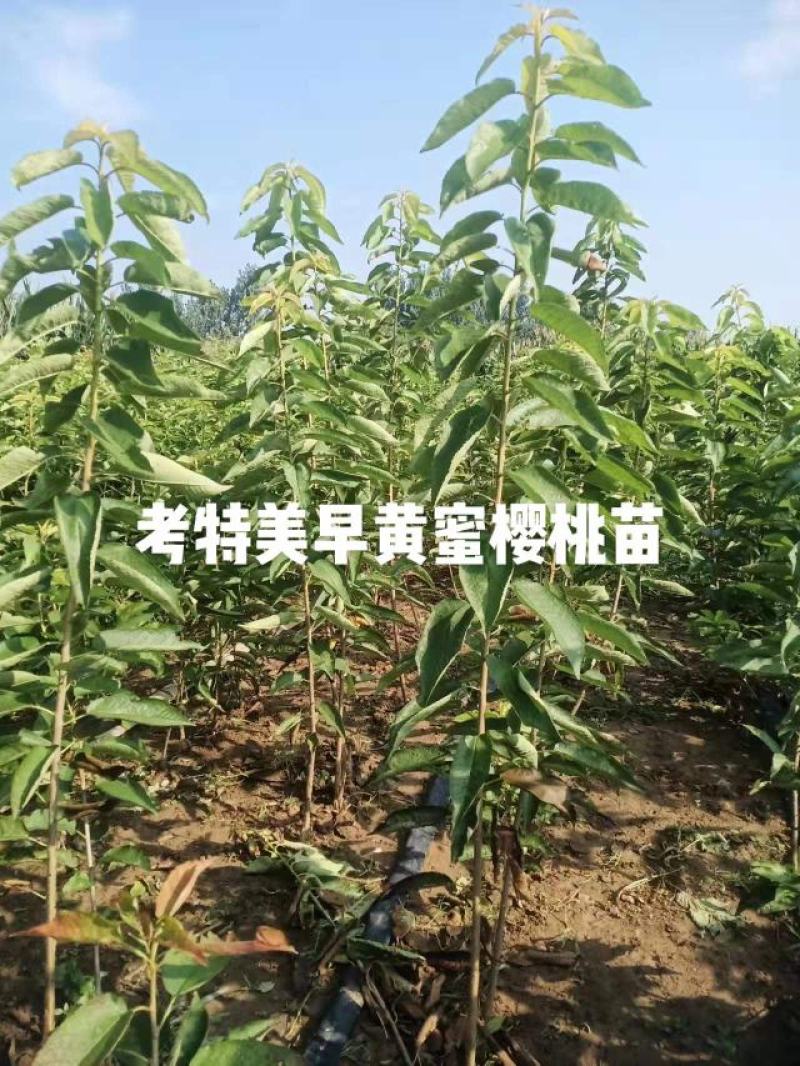 樱桃苗大量批发出售低价品种纯正批发