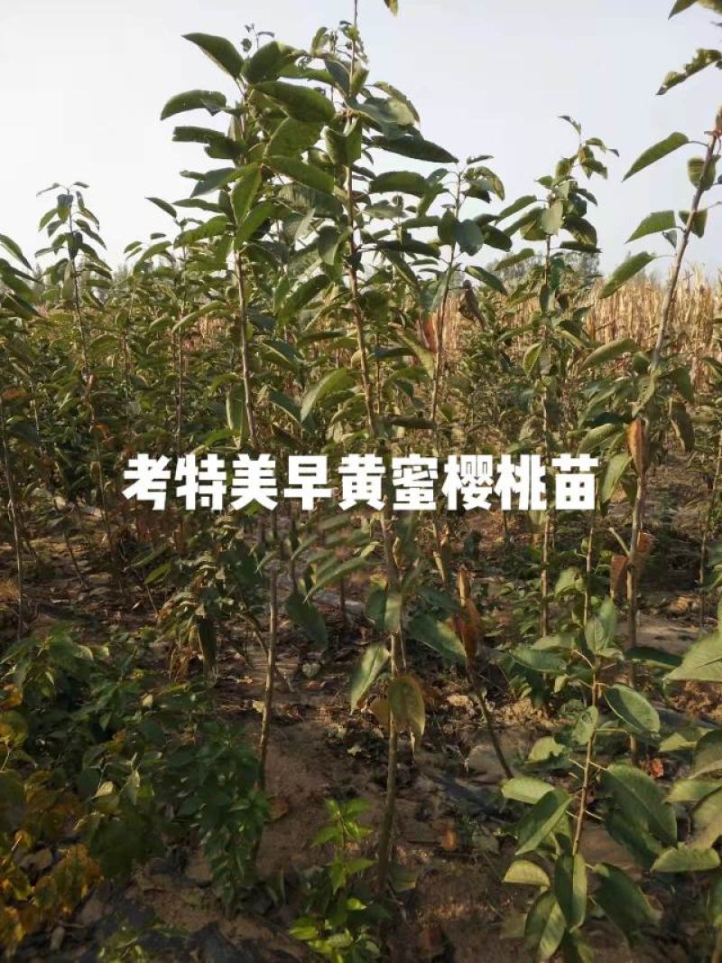 樱桃苗大量批发出售低价品种纯正批发