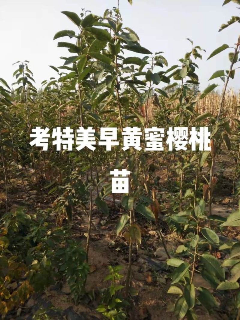 樱桃苗大量批发出售低价品种纯正批发